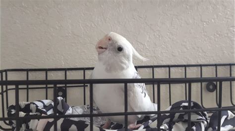 cockatiel head bobbing